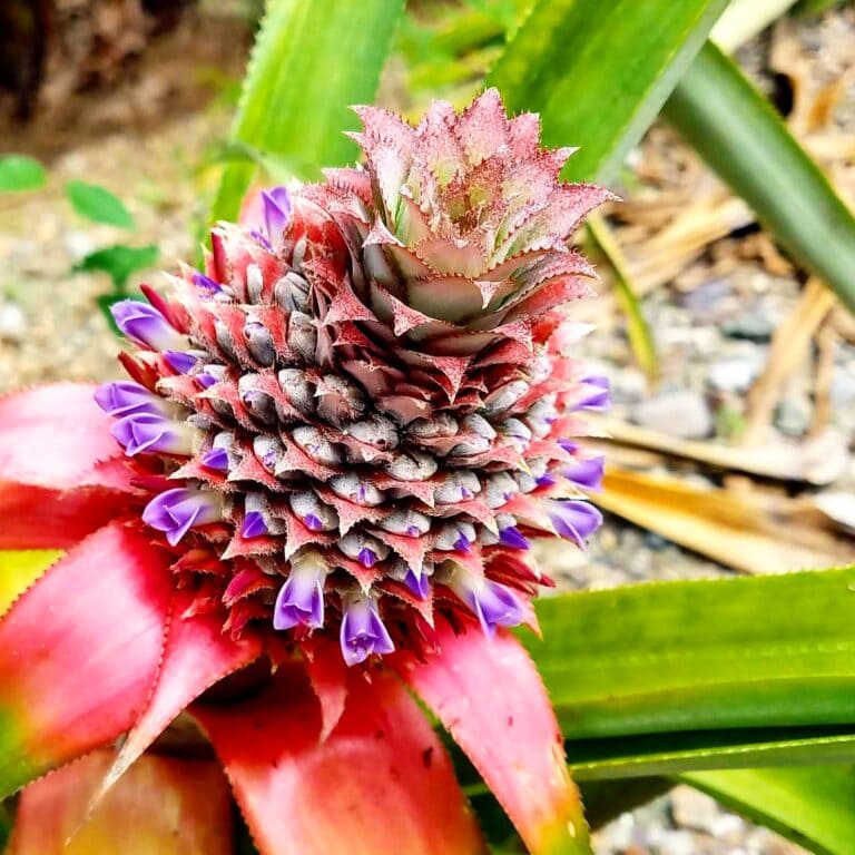 A close-up of a pineapple flower with pink bracts and purple blossoms, set against green leaves on a tropical plant in Roatan, Honduras.