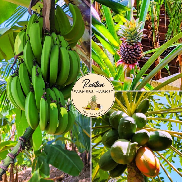A collage of close-up images showing bananas, a pineapple, and papayas growing on trees in a tropical setting on Roatan, Honduras, with a Roatan Farmers Market logo at the center.