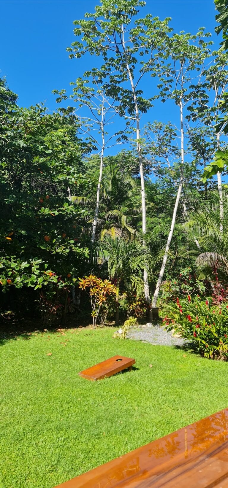 A lush tropical garden with green grass, various trees and plants, and a bright blue sky in Roatan, Honduras.