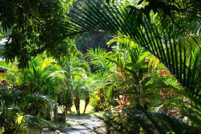A lush tropical garden on Roatan, Honduras, featuring various green palm and exotic plants with a stone pathway winding through the dense foliage.