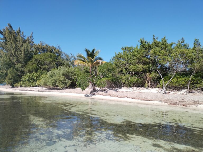 Lush green trees and a single palm tree line the sandy beach along the clear waters of Roatan in Honduras under a bright blue sky.