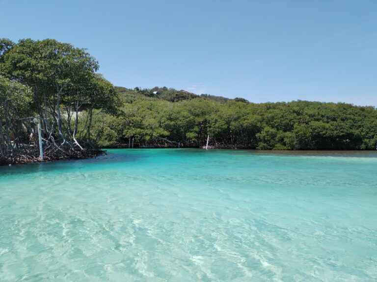 Mangroves and lush greenery line the clear turquoise waters of Roatan in Honduras under a bright blue sky.