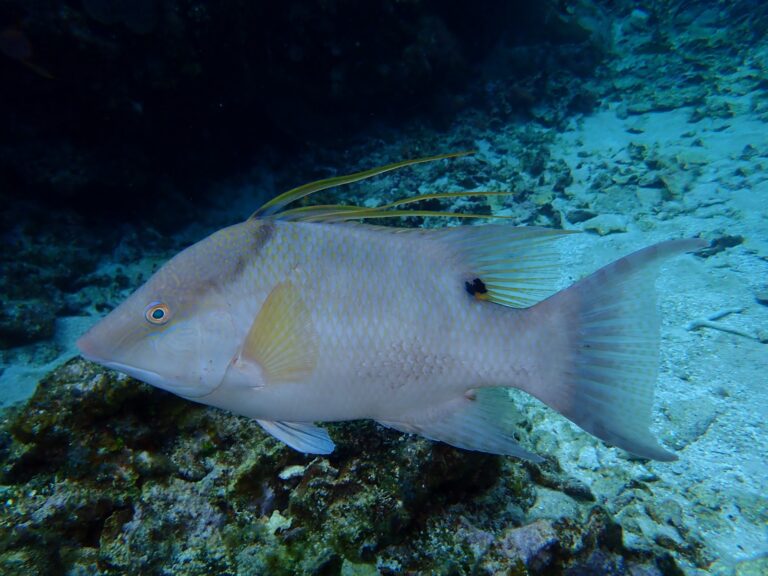 A large yellow fish with prominent fins swims over a rocky ocean floor near Roatan, Honduras.