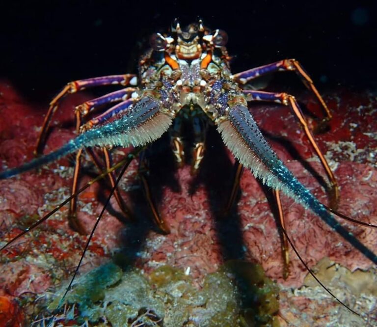 A close-up underwater image of a lobster with vibrant blue and orange coloration, positioned on a red coral reef in Roatan, Honduras.