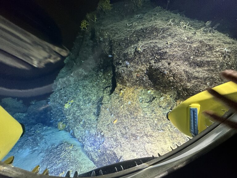 A diver's view of a coral reef at night in Roatan, Honduras, showing coral formations, small fish, and underwater lights illuminating the scene.