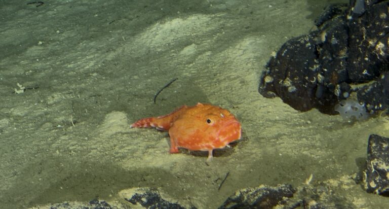 A small orange and red fish swims near the sandy ocean floor next to a dark, textured rock in Roatan, Honduras.
