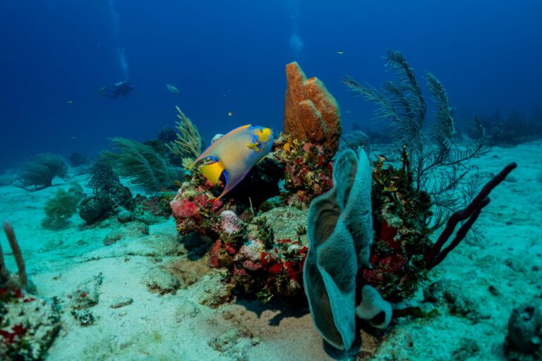A colorful marine scene in Roatan, Honduras, featuring a yellow and blue fish swimming near a coral-covered ocean floor with sea fans and a scuba diver in the background.