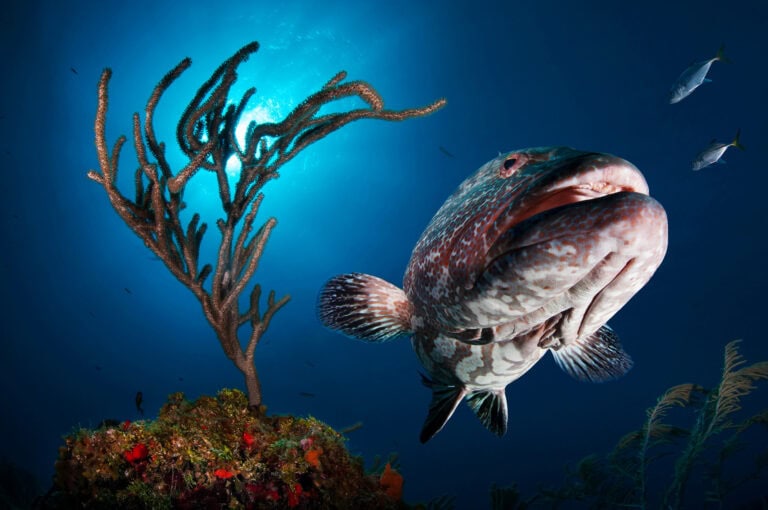 A large fish with vibrant, mottled red and gray coloration swims near a coral reef in the clear waters of Roatan, Honduras, surrounded by smaller fish and marine flora.