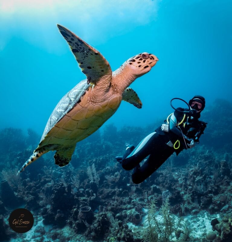 A scuba diver underwater in Roatan, Honduras, observes a large sea turtle swimming above a vibrant coral reef.