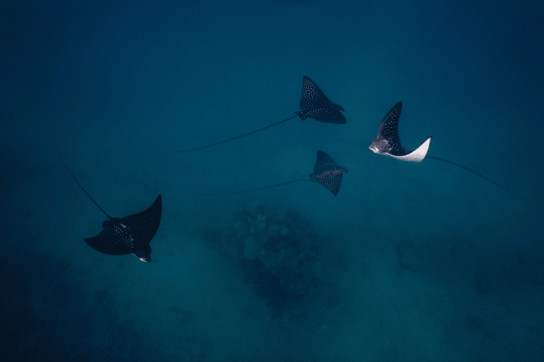 A group of spotted eagle rays swimming at night under a dark blue sky in Roatan, Honduras.