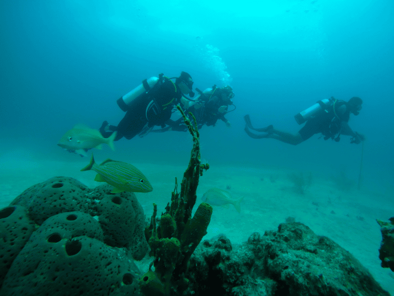 Scuba divers explore coral formations and colorful fish beneath the clear waters of Roatan, Honduras.