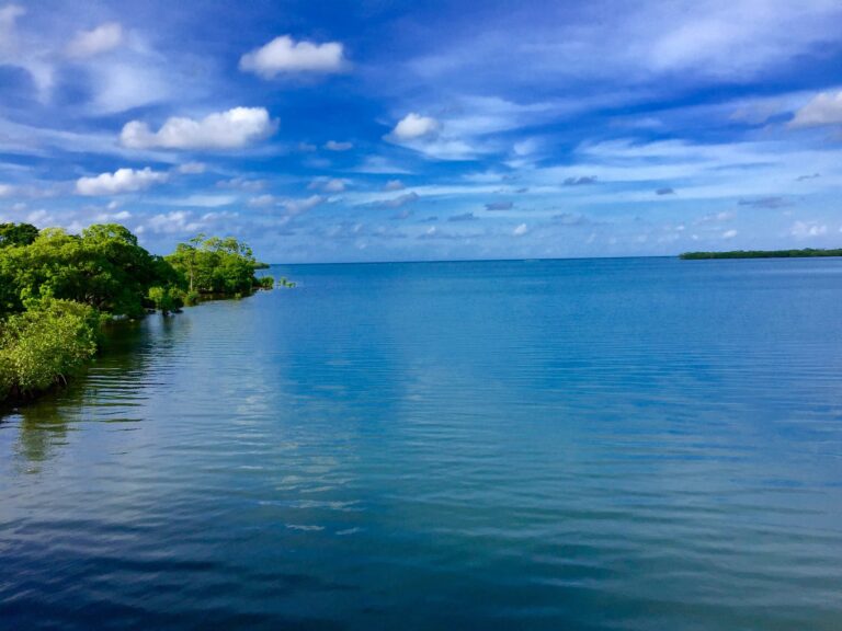 A calm Ocean water view with lush green shoreline and scattered trees under a bright blue sky with fluffy white clouds in Roatan, Honduras.